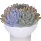 Floater Succulent Solar Light up